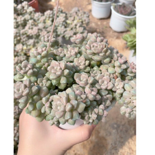 Sen đá kim tuyến size trung - vườn đà lạt