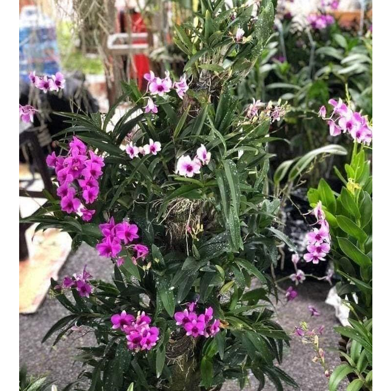 hoa lan denro thái lan yaya mini chậu size nhỏ