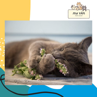 CATNIP - CỎ MÈO KHÔ DẠNG TUÝP (10GR)