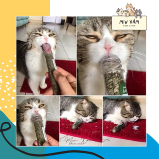 CATNIP - CỎ MÈO KHÔ DẠNG TUÝP (10GR)