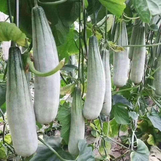 GÓI 30 HẠT GIỐNG DƯA LÊ CHUỐI (DƯA GANG XANH)