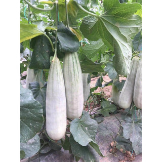 GÓI 30 HẠT GIỐNG DƯA LÊ CHUỐI (DƯA GANG XANH)