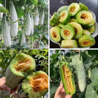 GÓI 30 HẠT GIỐNG DƯA LÊ CHUỐI (DƯA GANG XANH)