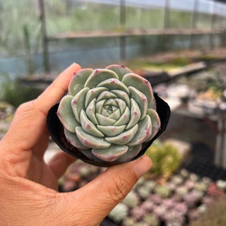 Cây sen đá thiên nga echeveria red velvet size bầu 4-4,5cm, cây cảnh trang trí nhà cửa thuanphat garden
