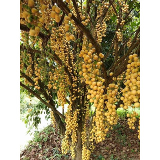 Cây bòn bon giống
