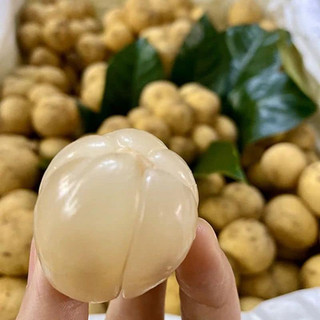 Cây bòn bon giống (giống chuẩn cây đẹp)