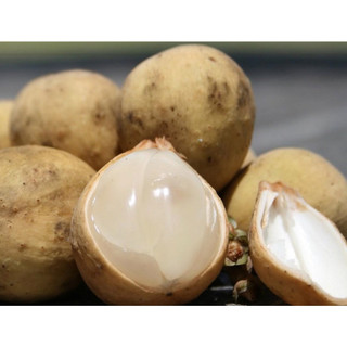 Cây bòn bon giống (giống chuẩn cây đẹp)