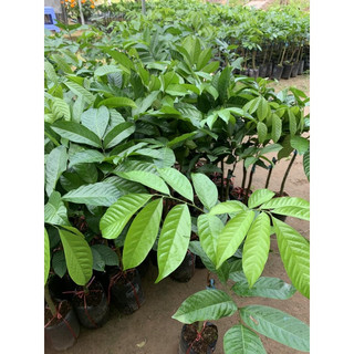 Cây bòn bon giống (giống chuẩn cây đẹp)