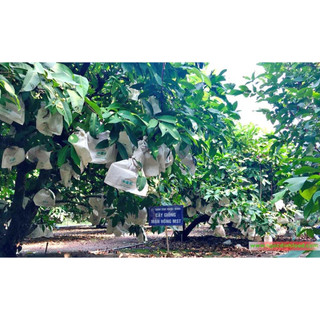 Cây giống mận mst siêu trái cây ghép chuẩn