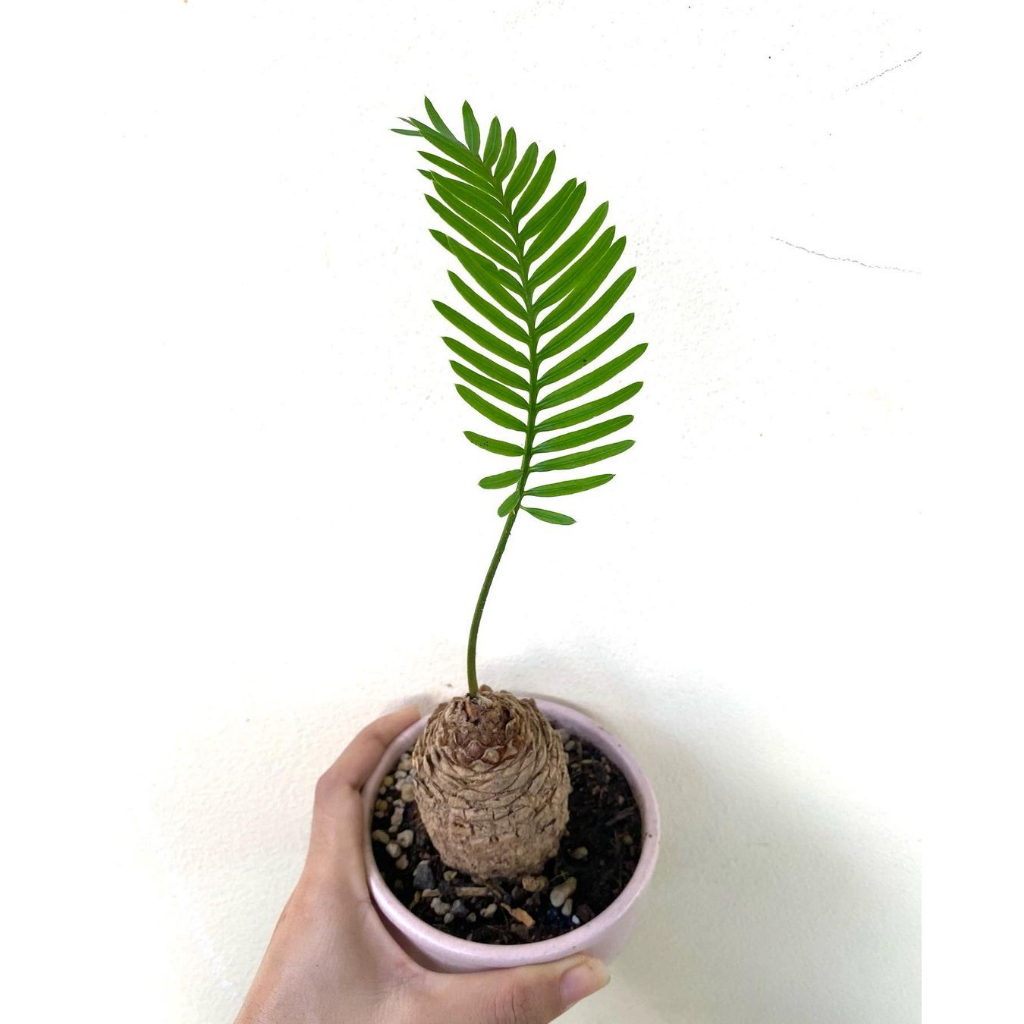 Cây Cycas Siamensis ✨ FREESHIP ✨ Cây Thiên Tuế Thái Lan, Cây Thiên Tuế Xiêm