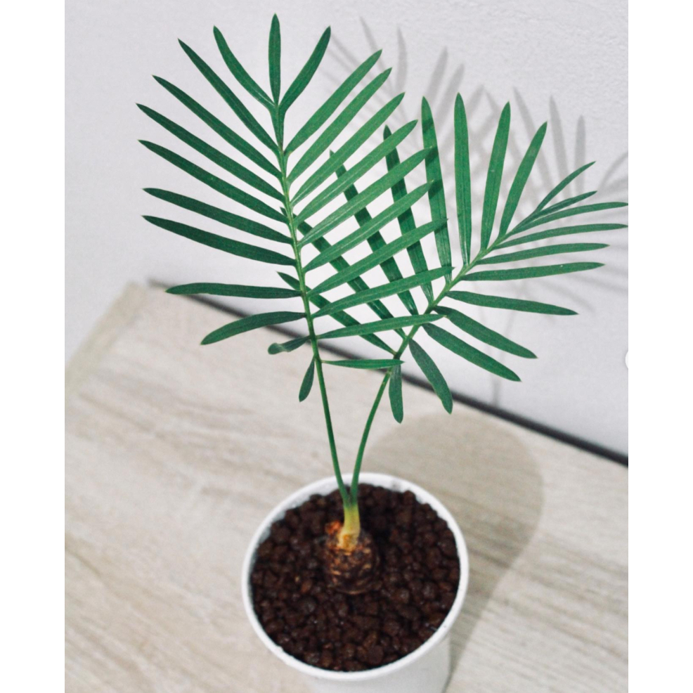 Cây Cycas Siamensis ✨ FREESHIP ✨ Cây Thiên Tuế Thái Lan, Cây Thiên Tuế Xiêm