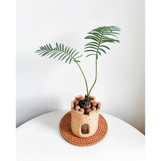 Cây cycas siamensis ✨ freeship ✨ cây thiên tuế thái lan, cây thiên tuế xiêm