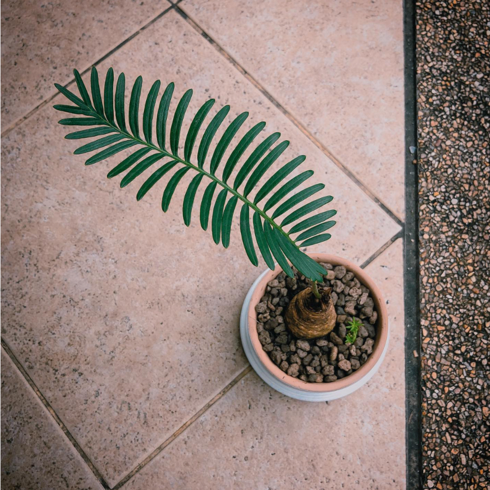 Cây Cycas Siamensis ✨ FREESHIP ✨ Cây Thiên Tuế Thái Lan, Cây Thiên Tuế Xiêm