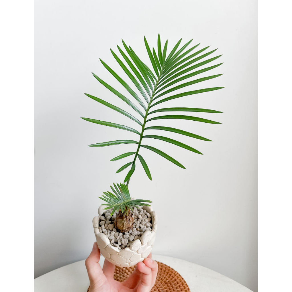 Cây Cycas Siamensis ✨ FREESHIP ✨ Cây Thiên Tuế Thái Lan, Cây Thiên Tuế Xiêm