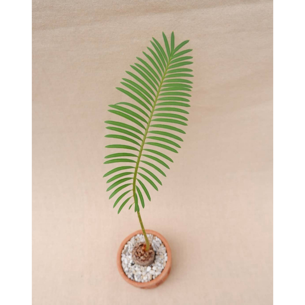 Cây Cycas Siamensis ✨ FREESHIP ✨ Cây Thiên Tuế Thái Lan, Cây Thiên Tuế Xiêm