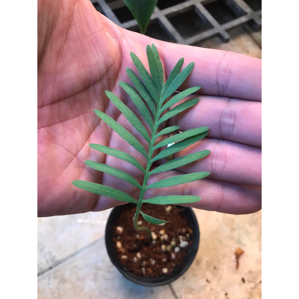 Cây Cycas Siamensis ✨ FREESHIP ✨ Cây Thiên Tuế Thái Lan, Cây Thiên Tuế Xiêm