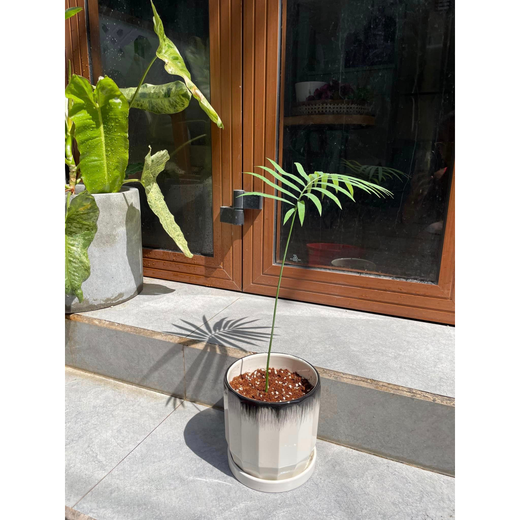Cây Cycas Siamensis ✨ FREESHIP ✨ Cây Thiên Tuế Thái Lan, Cây Thiên Tuế Xiêm