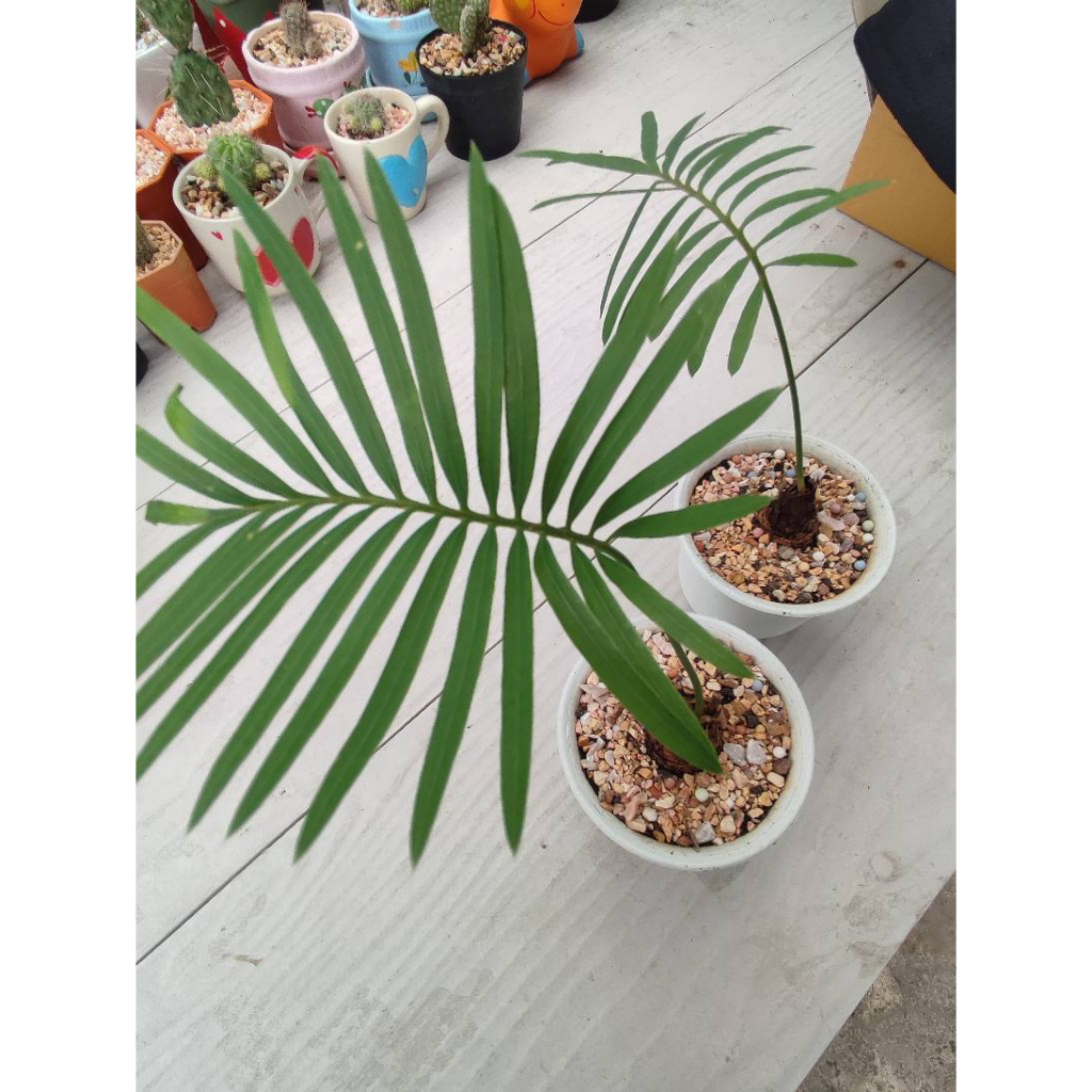Cây Cycas Siamensis ✨ FREESHIP ✨ Cây Thiên Tuế Thái Lan, Cây Thiên Tuế Xiêm