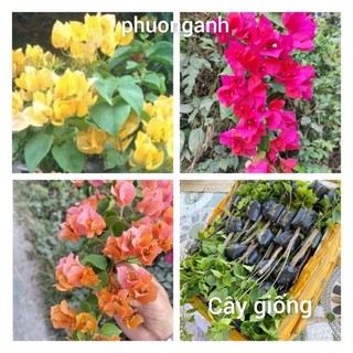 Cây giống Hoa giấy Ta , màu đỏ , màu cam, màu vàng,.