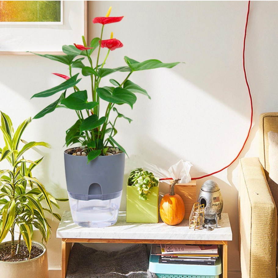 Chậu cây để bàn Oliz-A709.Chậu cây thông minh tự tưới nước cho cây