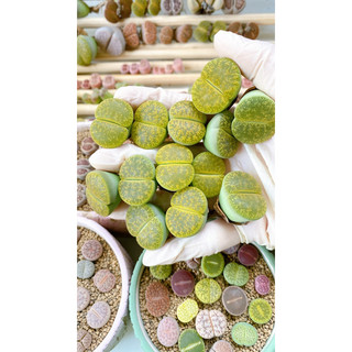 Lithops, thạch lan, sen mông xanh lesliei size mới 2.5-3cm