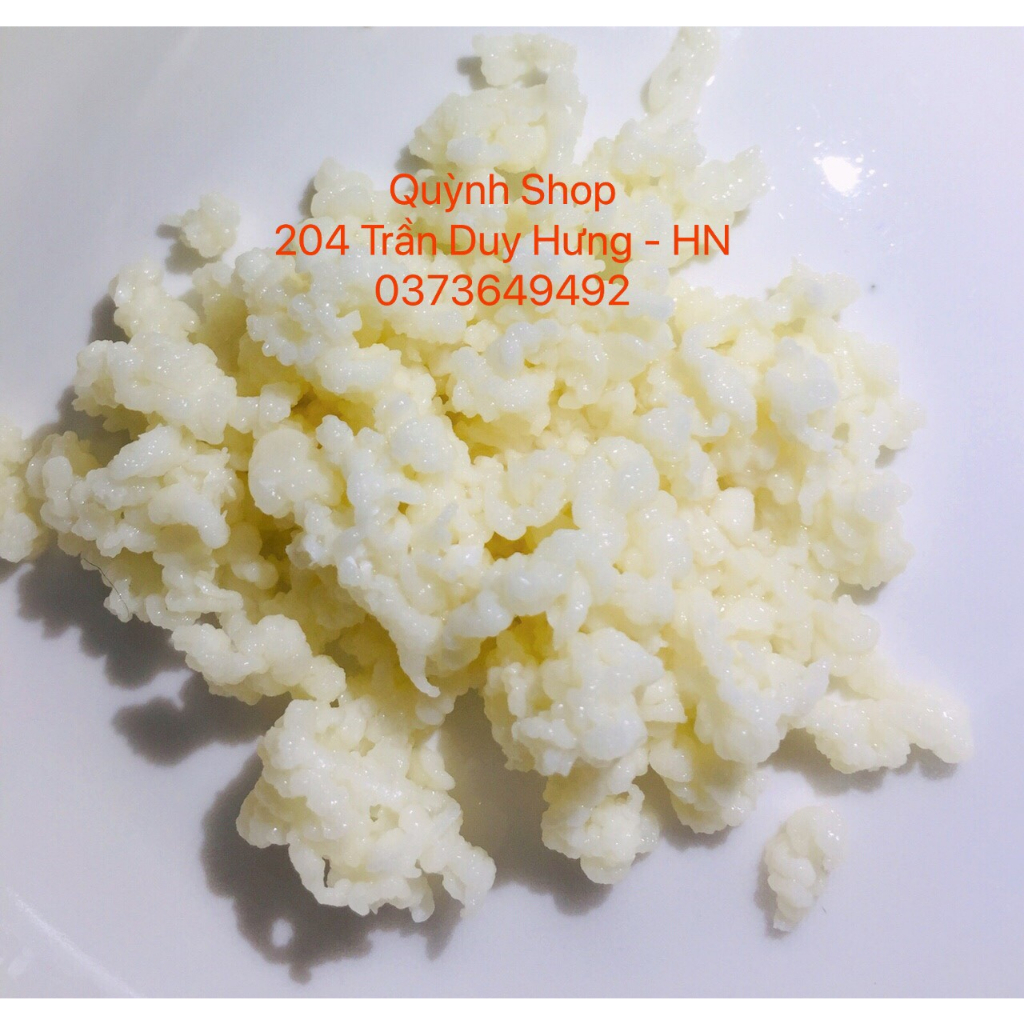 Nấm sữa Kefir - Nấm sữa Tây Tạng làm sữa chua