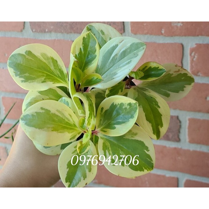 chậu cây trường sinh cẩm thạch -chậu 3-4 cây-giao cây như hình cuối nha-cây phong thủy,tốt sức khỏe