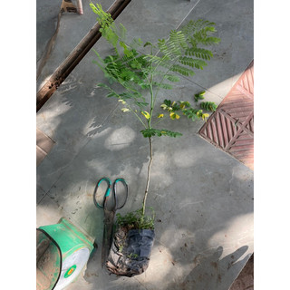 Cây kim phượng điệp cúng