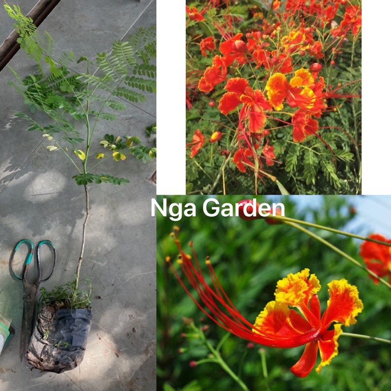 Cây kim phượng điệp cúng