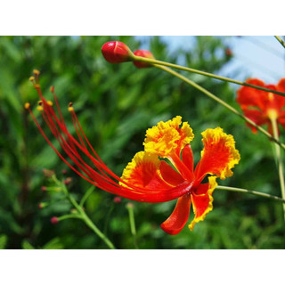 Cây kim phượng điệp cúng