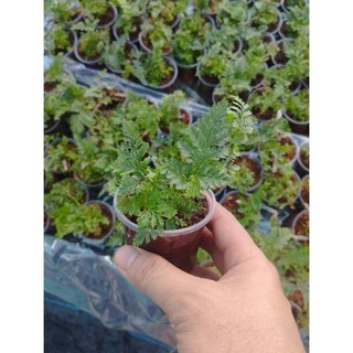 Dương sỉ chân thỏ mini
