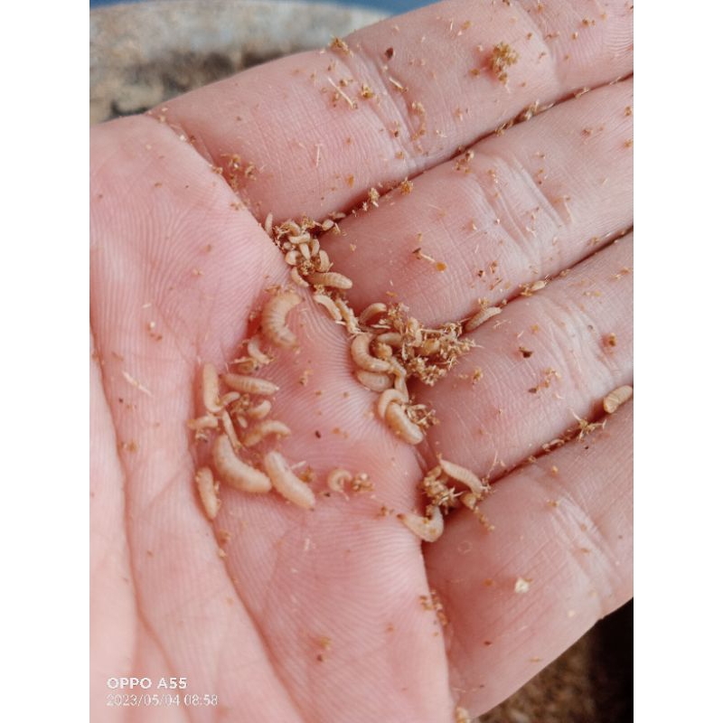 SINH KHỐI SÂU CANXI NON 3 NGÀY TUỔI