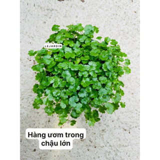 Rau má hương trồng cạn, chịu ẩm hoặc gần nước - Cây trang trí bình terrarium, tiểu cảnh, bán cạn