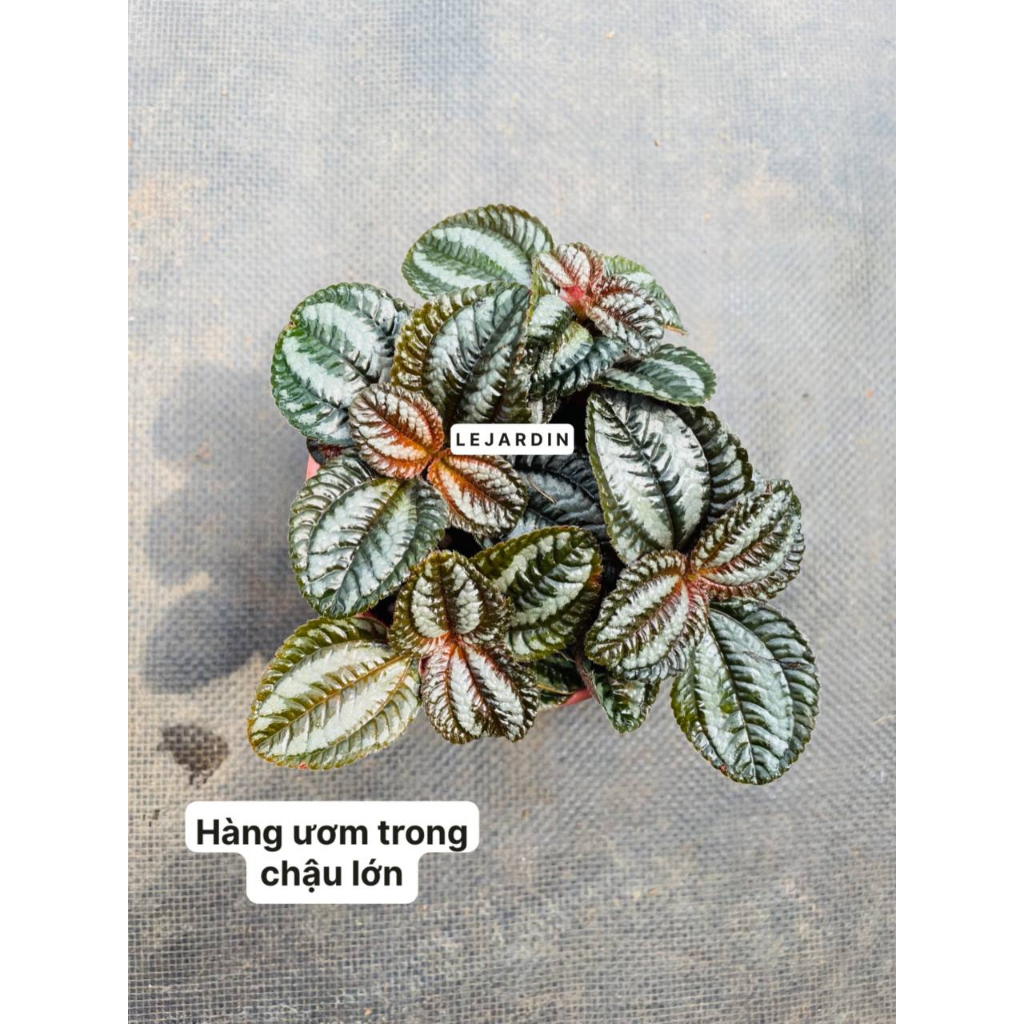 Cây Pelia lá sọc, cây bán cạn set up terrarium, cây bán cạn tiểu cảnh, cây màu sắc terrarium, tiểu cảnh