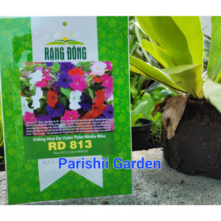 Hạt giống Dạ uyên thảo nhiều màu RD 813