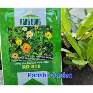 Hạt giống cúc susi nhiều màu rd 818