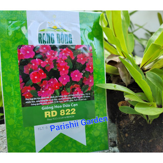 Hạt giống hoa dừa cạn rd 822