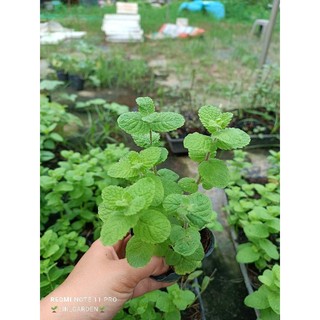 Cây giống nhiều loại bạc hà