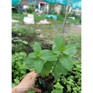 cây giống nhiều loại bạc hà ( bh táo.bh âu. bh nhật. sả chanh...)