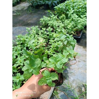 cây giống nhiều loại bạc hà ( bh táo.bh âu. bh nhật. sả chanh...)