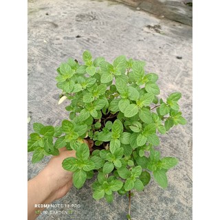 cây giống nhiều loại bạc hà ( bh táo.bh âu. bh nhật. sả chanh...)