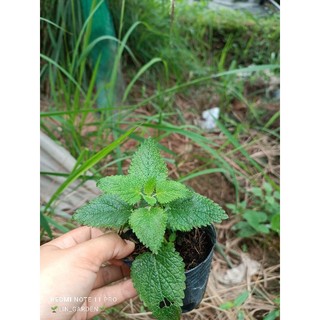 cây giống nhiều loại bạc hà ( bh táo.bh âu. bh nhật. sả chanh...)