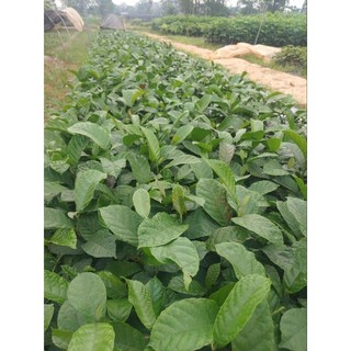 Cây chay giống ruột đỏ (mua 10 tặng 1)