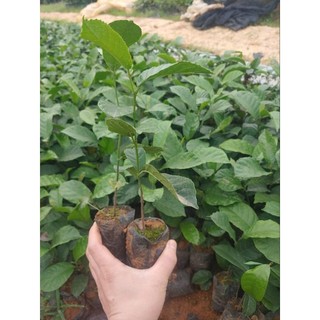 Cây chay giống ruột đỏ (mua 10 tặng 1)