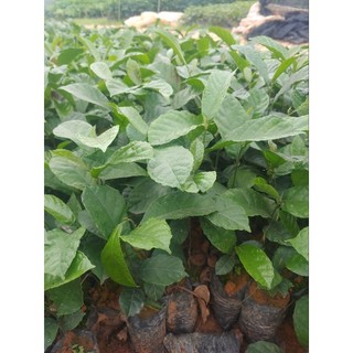 Cây chay giống ruột đỏ (mua 10 tặng 1)