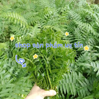 cây rau dớn nhiều rễ(chuẩn giống đã ươm thuần tại vườn)
