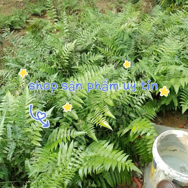 10 cây rau dớn (gốc giống to)