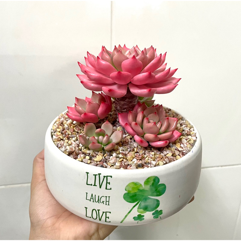 Chậu Sen đá hồng bằng đất sét