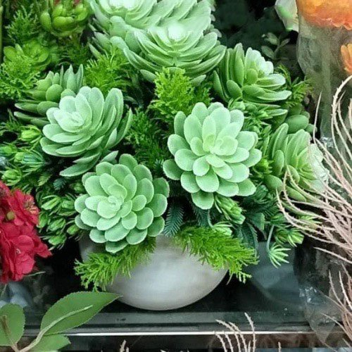 Cây giả sen đá chùm 5 bông cao cấp decor trang trí nhà cửa quán cafe cắm điểm chậu lan siêu đẹp HL067 hoaerica
