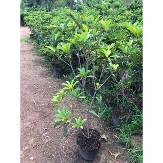 Sapo Mehico cây chiết cây cao to như hình